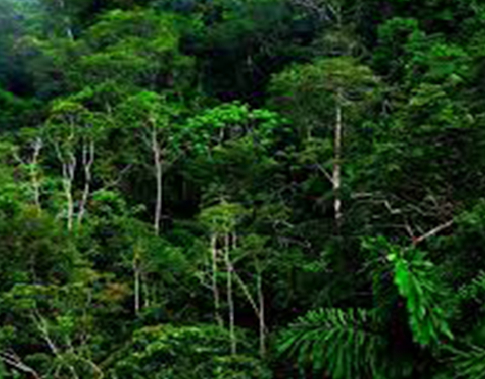 Eco Villa-Sinharaja-Sinharaja Rain Forest